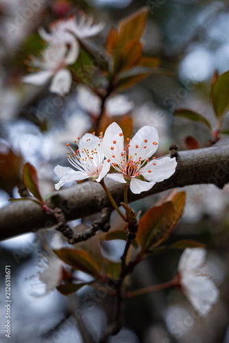 Fotografie close up of white cherry tree blossom flowers