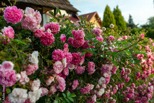 Fotografía Dense clusters of small double pink rambling roses, Rosa hybrid, bloom across a vigorous garden shrub beside village houses