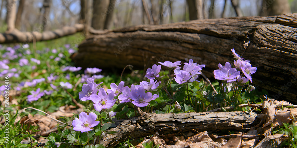 Fototapeta premium Conservation maintaining nature's equilibrium during the vibrant spring renewal