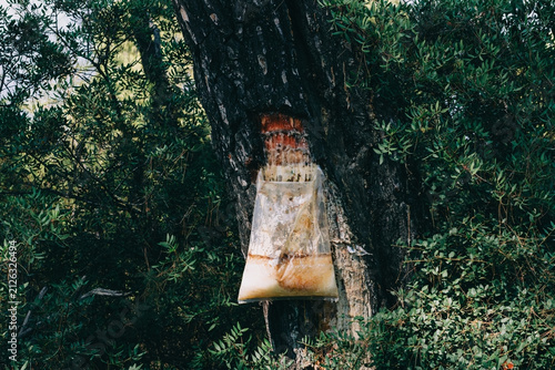 traditional and artisanal pine resin harvesting