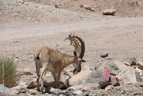 Canvastavla Barbary goat (Capra ibex) in the desert
