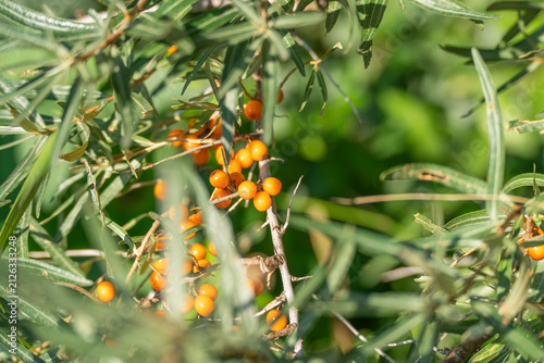 Foto Glossy orange sea buckthorn berries cling tightly to thorny branches in this close up nature shot