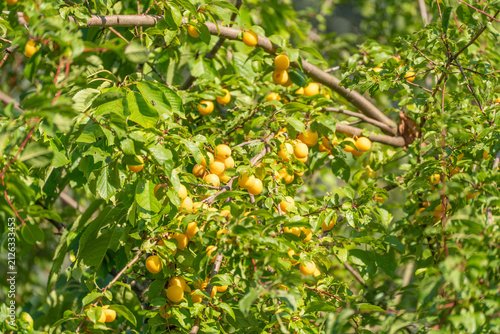 Canvastavla Golden mirabelle plums cluster densely on a leafy branch bathed in warm sunlight