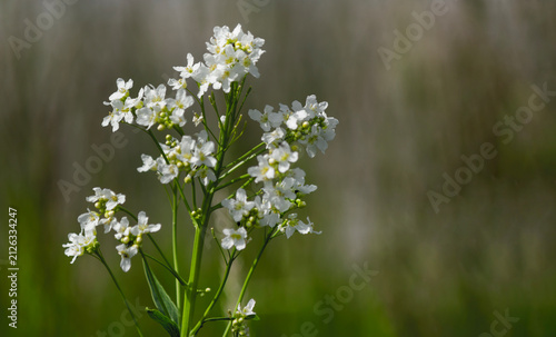 фотографія Horseradish blooms with small, fragrant white flowers gathered in clusters