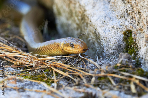 Aesculapian snake in natural habitat ( Zamenis longissimus )