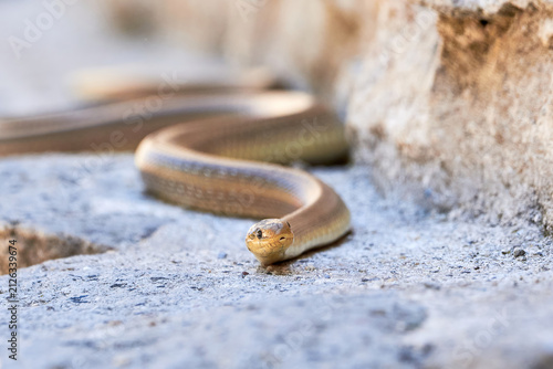 Aesculapian snake in natural habitat ( Zamenis longissimus )
