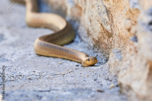 Aesculapian snake in natural habitat ( Zamenis longissimus )