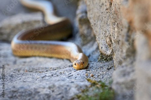 Aesculapian snake in natural habitat ( Zamenis longissimus )