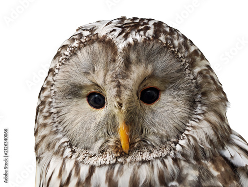 Fotografía Long-tailed owl (Strix uralensis) is a species of large owl