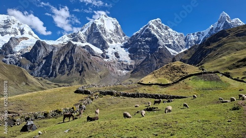 Obraz na płótnie Ovejas en la cordillera de Huayhuash en Peru, durante el 2do día de caminata