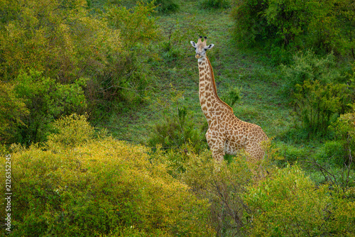 Photography Masai giraffe. Masai Mara Game Reserve, Kenya, Africa.