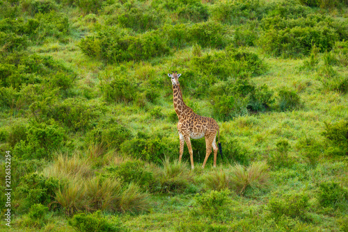 Canvas Print Masai giraffe. Masai Mara Game Reserve, Kenya, Africa.