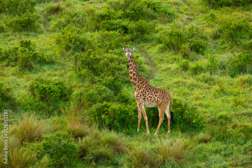Canvas Print Masai giraffe. Masai Mara Game Reserve, Kenya, Africa.