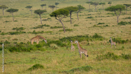 Photography Masai giraffes. Masai Mara Game Reserve, Kenya, Africa.