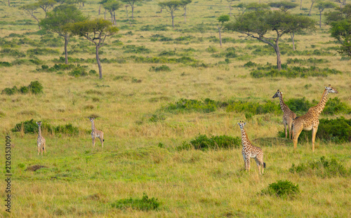 Photography Masai giraffes. Masai Mara Game Reserve, Kenya, Africa.