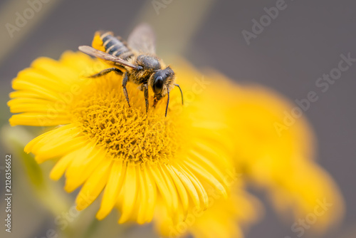 Close‑Up Macro Bee Collecting Pollen on Bright Yellow Flower