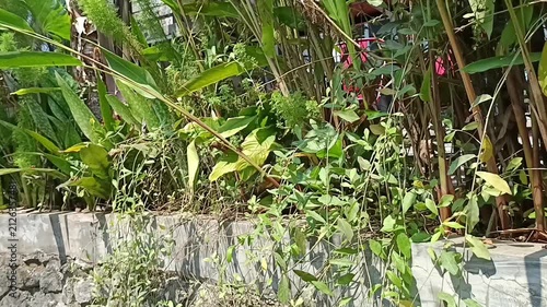 Tanaman hias yang berfungsi sebagai pagar 