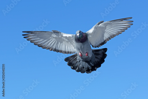 Картината върху платно racing pigeon