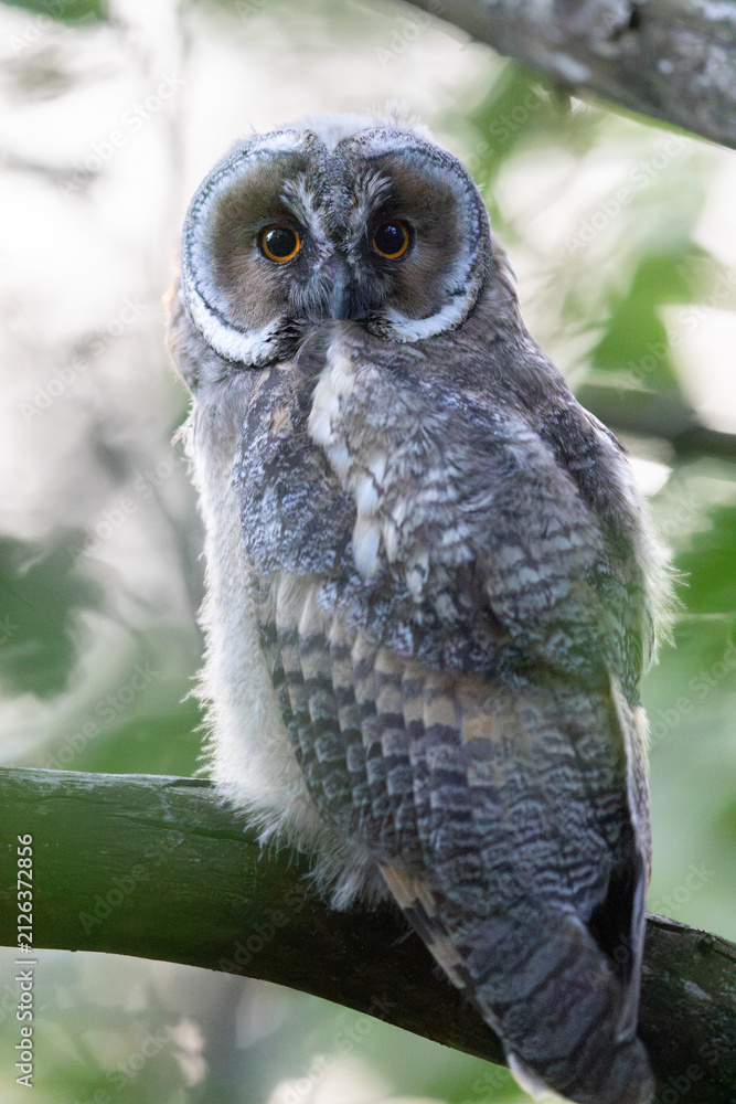 Fototapeta premium Juvenile Long-eared Owl (Asio otus) perched in forest, Norway