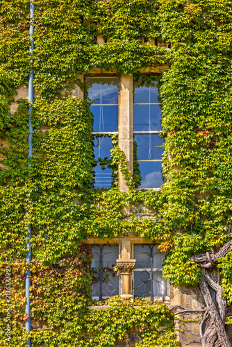 Creeper ivy on old college wall. Oxford