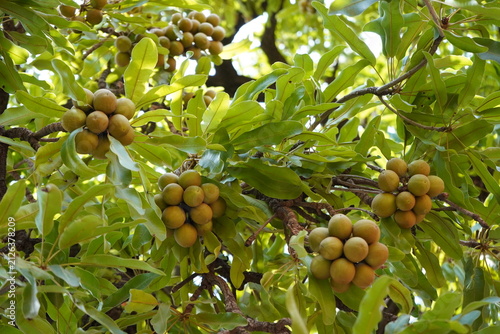 фотографія Le beurre de karité est un trésor naturel ultra-nourrissant
