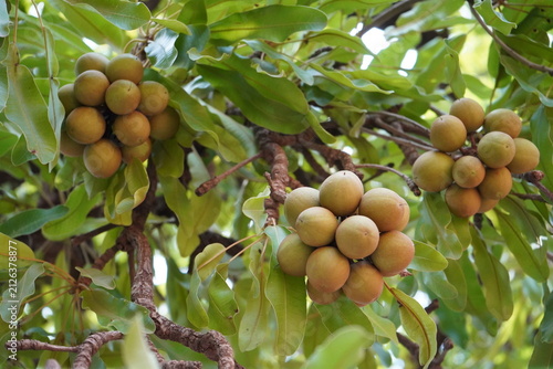 Photography Le beurre de karité est un trésor naturel ultra-nourrissant