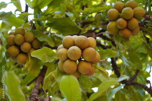 Принти на полотні Le beurre de karité est un trésor naturel ultra-nourrissant