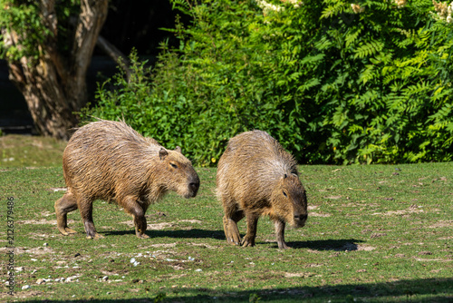 Foto The Capybara, Hydrochoerus hydrochaeris is the largest living rodent in the world