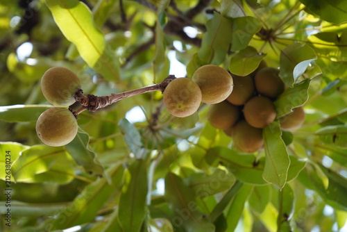 Fruite de karité  est un trésor naturel ultra-nourrissant. Riche en vitamines A, D, E et F et en acides gras, il hydrate en profondeur.