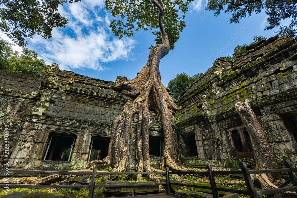Fototapeta premium Giant tree over the stone construction of Ta Prohm Temple in Cambodia