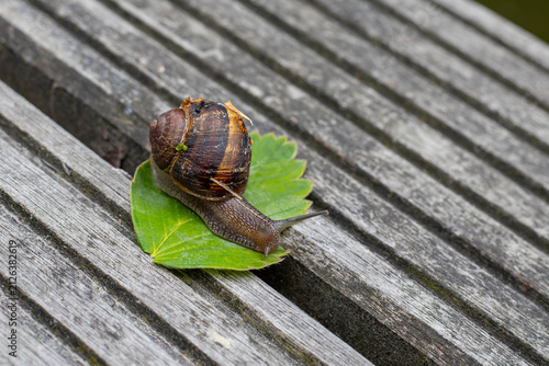 Canvas Print Snail on a leaf