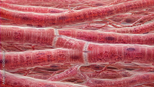 Ultra Realistic Cardiac Muscle Fiber Microarchitecture Scientific Beauty Human Heart Tissue Microscopic Background