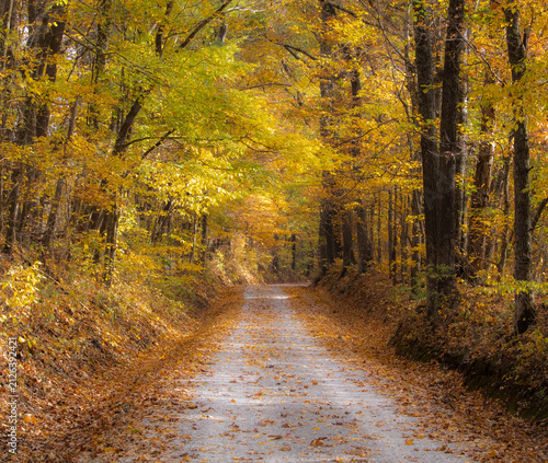 Принти на полотні There is nothing like a country road ablaze with fall color and that wonderful crispness of a cool, autumn day