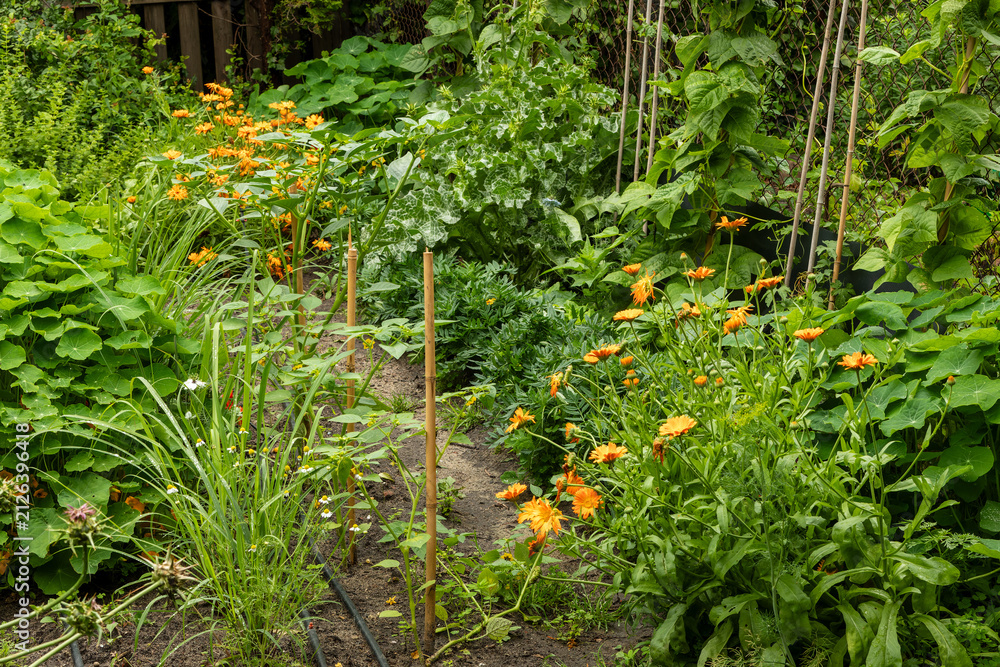 Obraz premium Companion planting in an organic permaculture garden with lemongrass, marigold, nasturtium, tomatillos, and common beans.