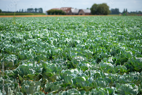 Obraz na plátne Green cabbage growing in a large agricultural field on a sunny summer day with farm buildings in the distance