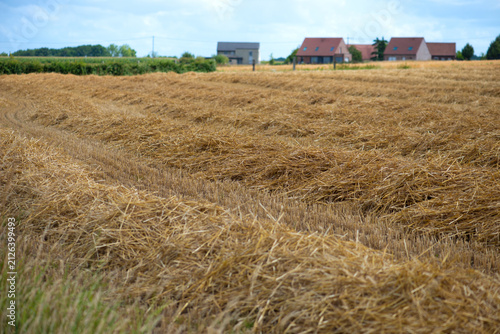 Canvas Print Harvested grain field with straw windrows left after combining, with rural houses in the distance under a cloudy summer sky