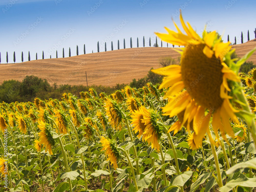 Fototapeta premium Italia, Toscana, Siena, la campagna senese in estate.