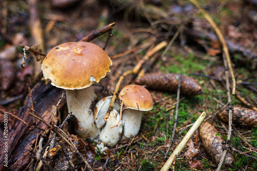 Group of wild porcini mushrooms growing on the forest floor with pine cones.
