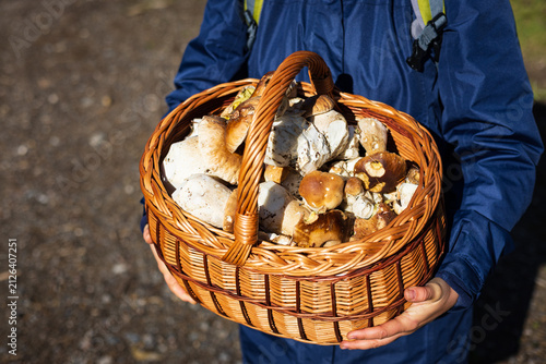  Large wicker basket filled with fresh wild porcini mushrooms held by a mushroom picker.