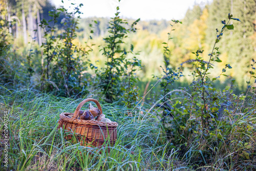 Rich harvest of king bolete mushrooms inside a traditional basket on a grassy meadow.