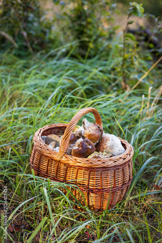 Rich harvest of king bolete mushrooms inside a traditional basket on a grassy meadow.