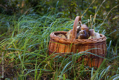 Rich harvest of king bolete mushrooms inside a traditional basket on a grassy meadow.
