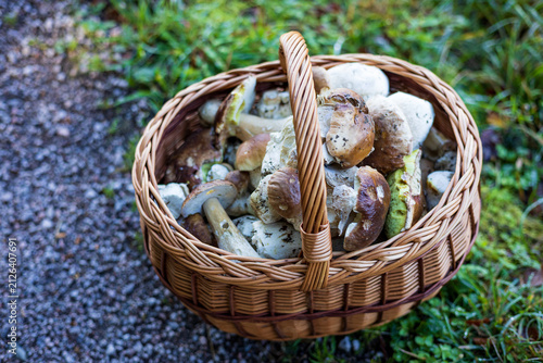 Rich harvest of king bolete mushrooms inside a traditional basket on a grassy meadow.