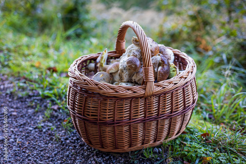 Harvested king bolete mushrooms in a traditional basket with beautiful blurred forest background.