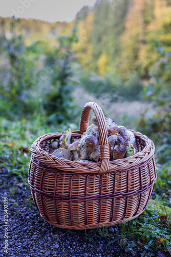 Harvested king bolete mushrooms in a traditional basket with beautiful blurred forest background.