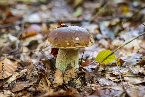 Small wild porcini mushroom growing on the forest floor among dry leaves and twigs.