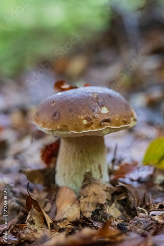 Small wild porcini mushroom growing on the forest floor among dry leaves and twigs.