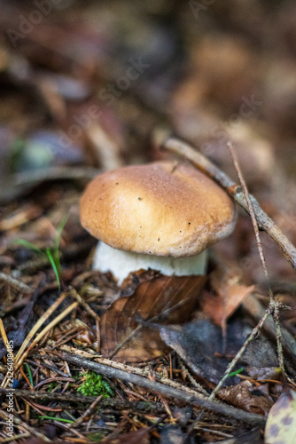 Small wild porcini mushroom growing on the forest floor among dry leaves and twigs.