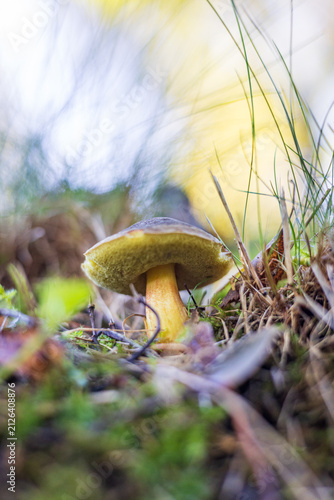 Single wild porcini mushroom growing on the forest floor covered with autumn leaves.