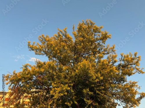 Fotografie Blooming Cootamundra wattle tree (Acacia baileyana) filled with bright golden-yellow puffball flowers against a clear, late-afternoon blue sky during warm golden hour light